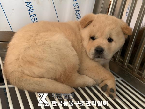 한국동물구조관리협회_441406202500272
