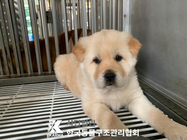 한국동물구조관리협회_441406202500270