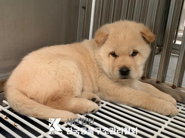 한국동물구조관리협회_441406202500271