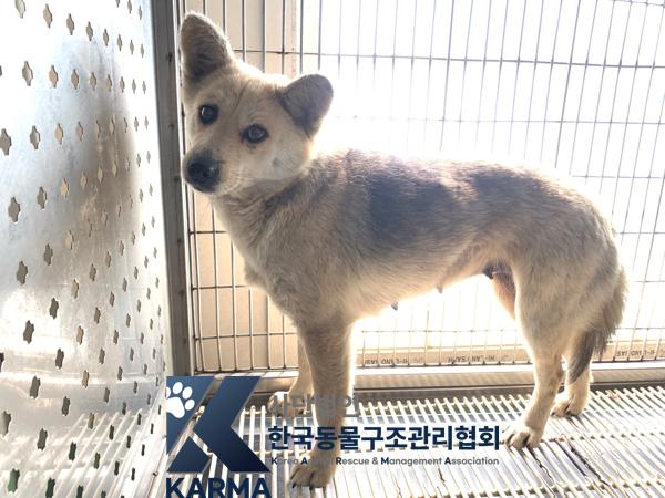 보호중 믹스견의 가…