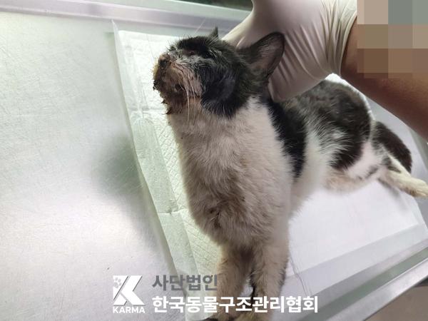 한국동물구조관리협회_441406202500273