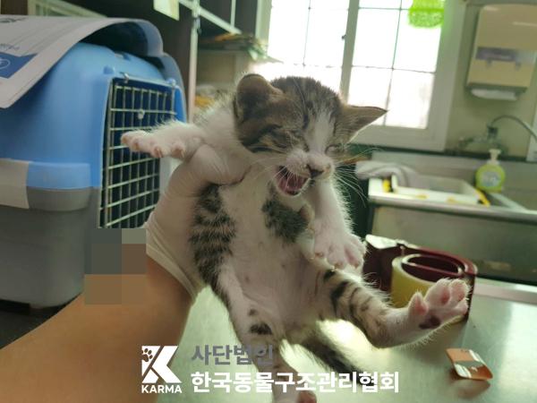 한국동물구조관리협회_441382202500201