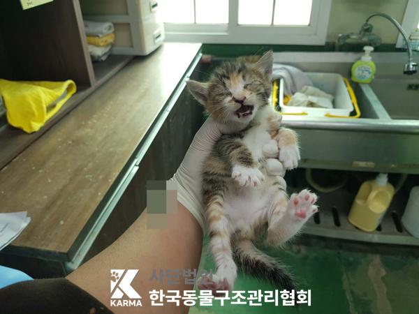 한국동물구조관리협회_441382202500199