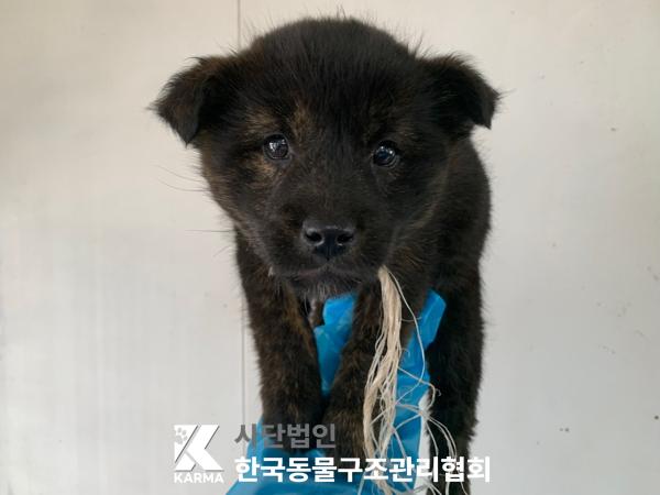 보호중 믹스견의 가…