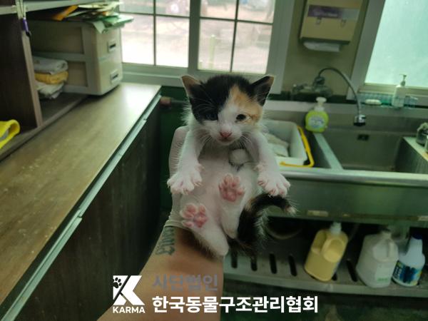 한국동물구조관리협회_441382202500198