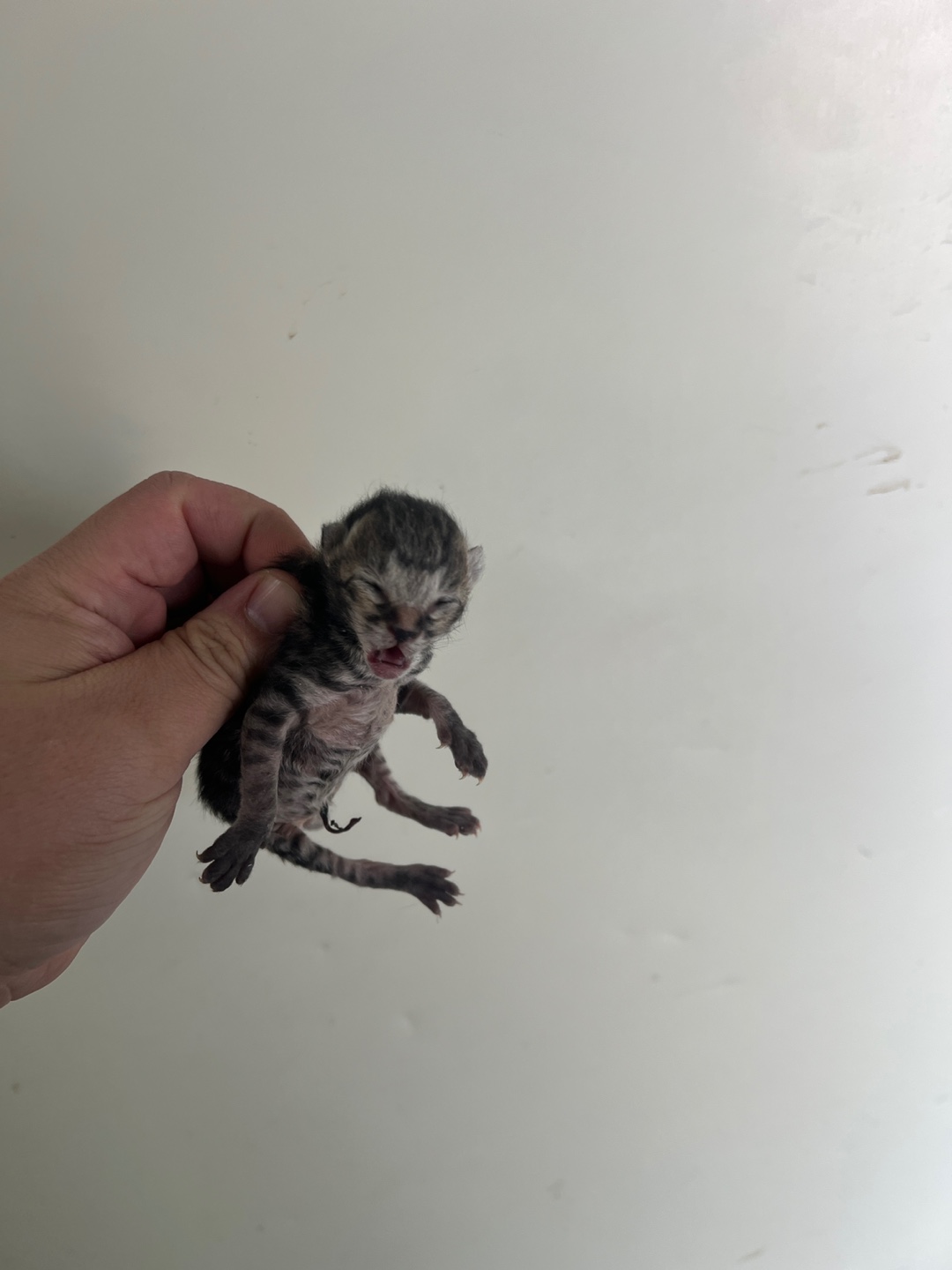 보호중 한국 고양이…