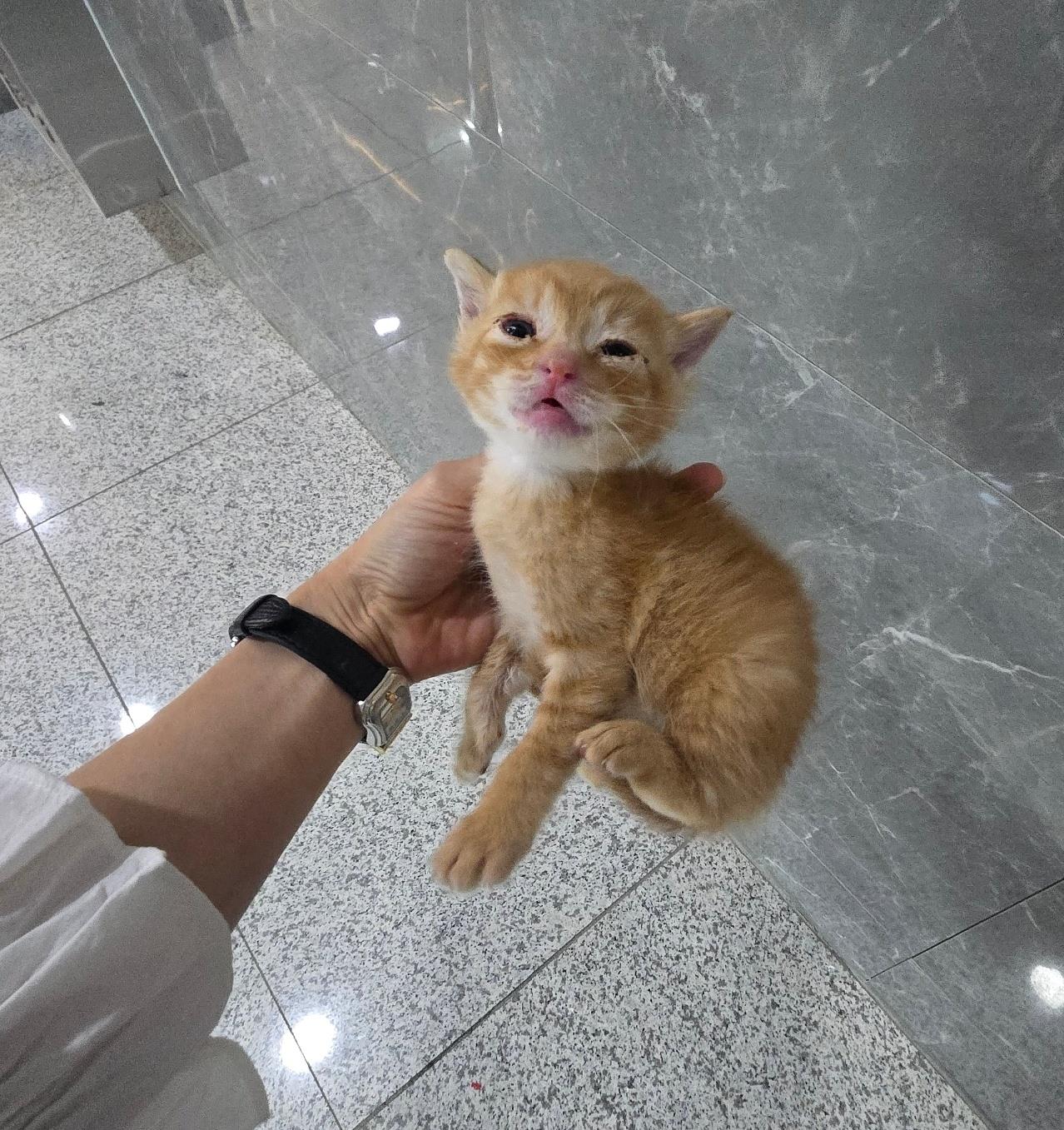 (사)하얀비둘기_426334202500040