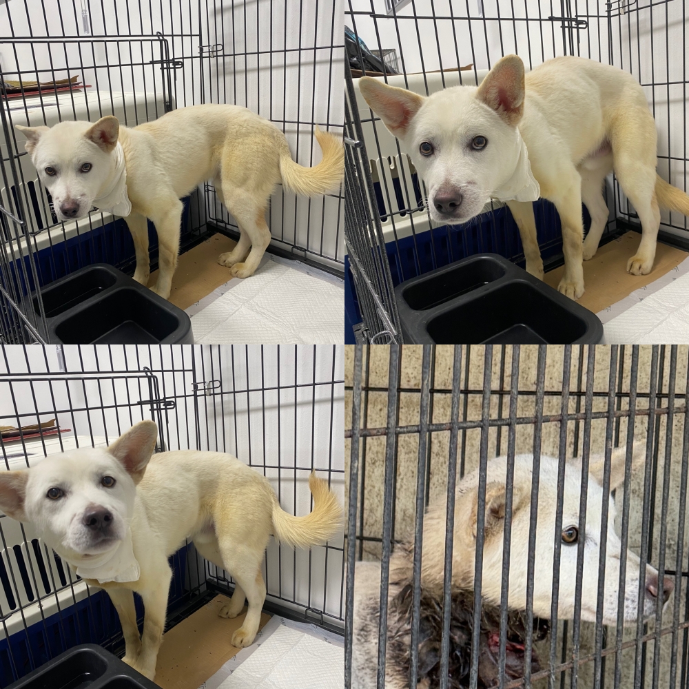 구미시 동물보호센터_447508202500579