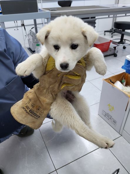 담양군 동물보호센터_446485202500101