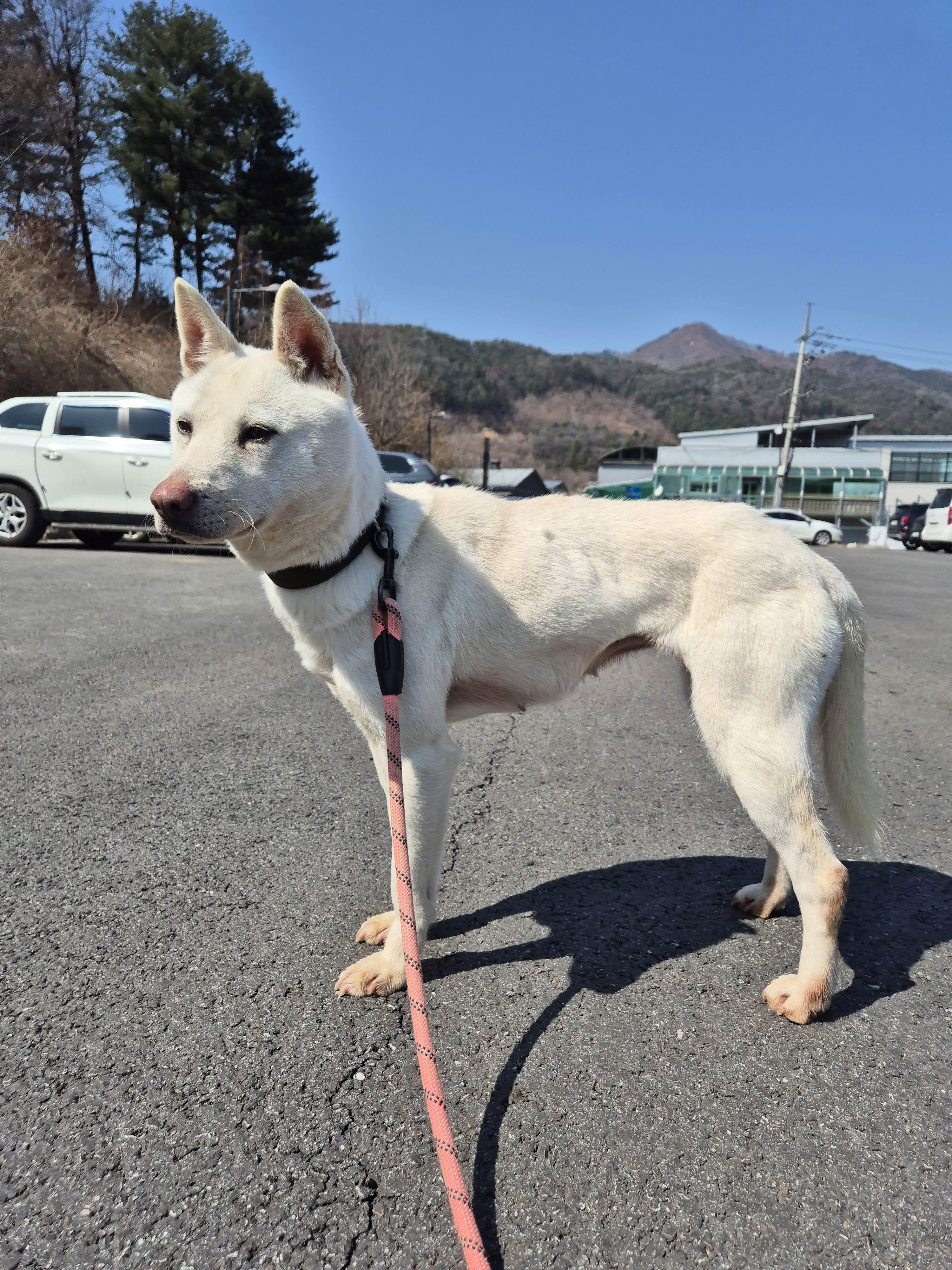 가평군유기동물보호소_441416202500018