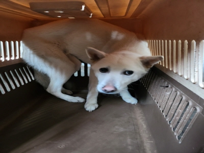 (사)동부동물보호협회_426331202500026