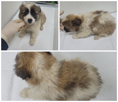 논산시 동물보호센터_444454202500424