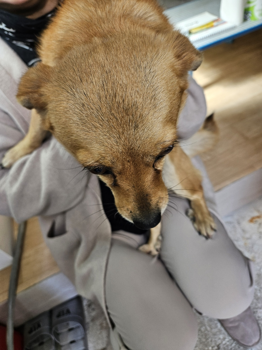 동물보호관리협회_426329202500056