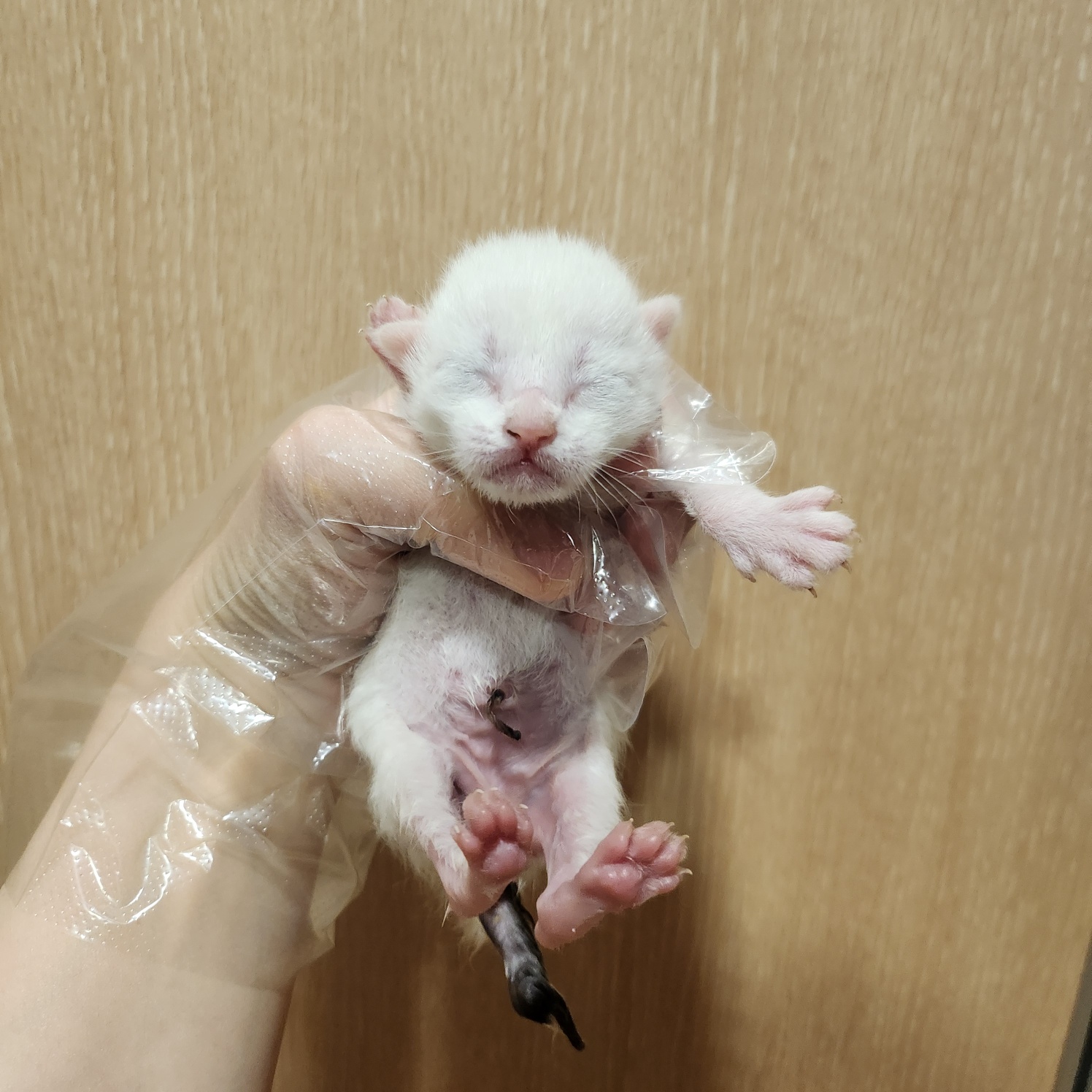부산동물보호센터_426332202500052