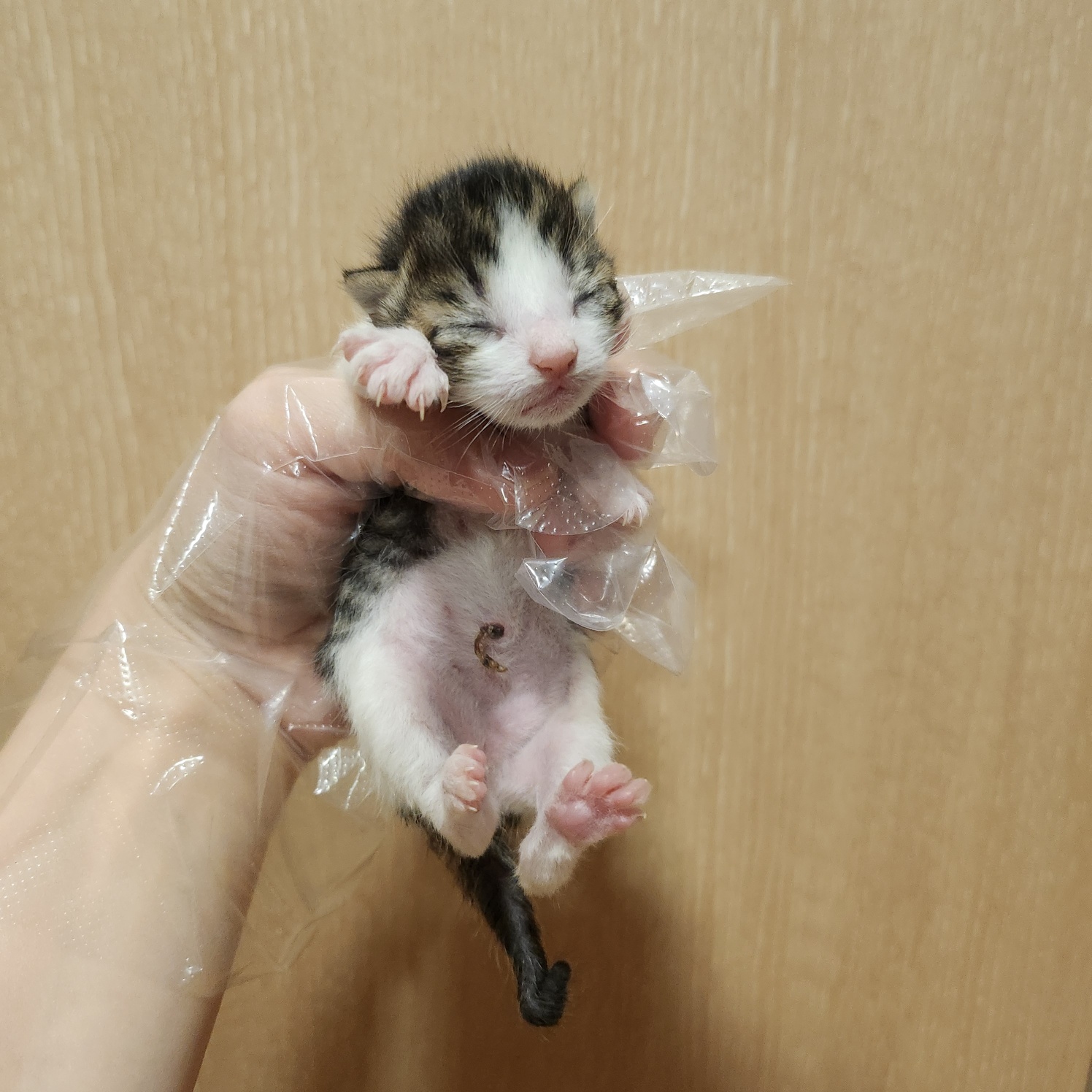 부산동물보호센터_426332202500051