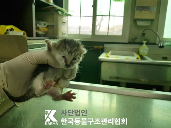 한국동물구조관리협회_411300202500041