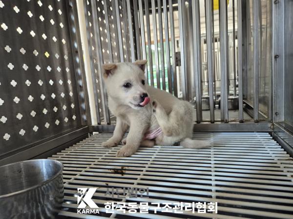 한국동물구조관리협회_441409202500438