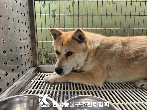 한국동물구조관리협회_441559202500293