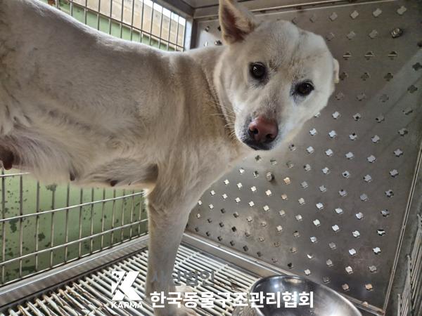 보호중 믹스견의 가…
