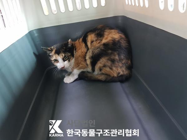 종료(입양) 한국 …