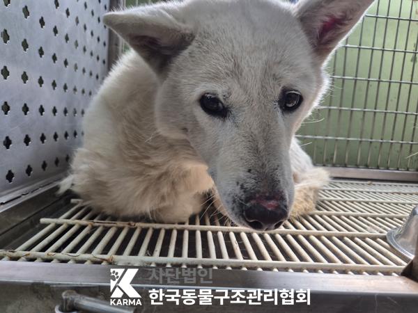 보호중 믹스견의 가…