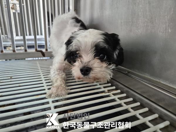 한국동물구조관리협회_411322202500115