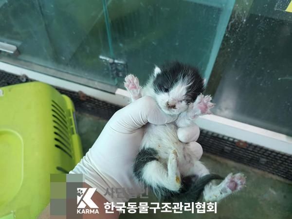 보호중 한국 고양이…