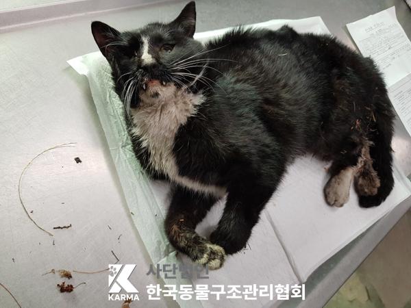 한국동물구조관리협회_441409202500439