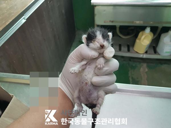 보호중 한국 고양이…