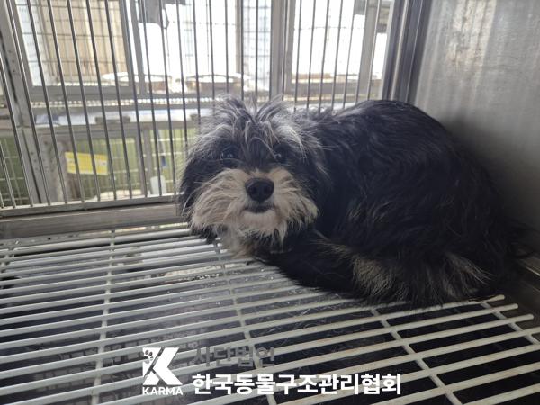 보호중 믹스견의 가…