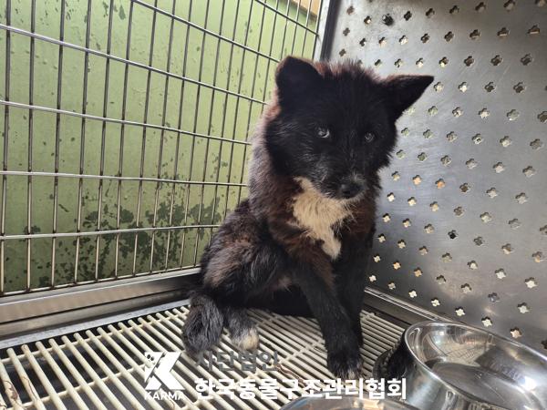 한국동물구조관리협회_441406202500287