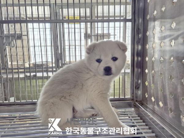 한국동물구조관리협회_441560202500373