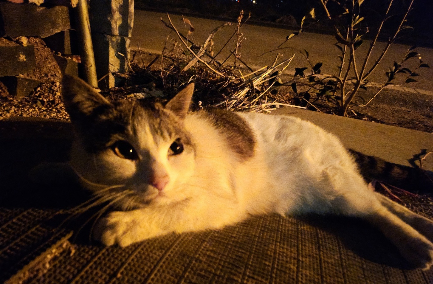 울산유기동물보호센터_431373202500381