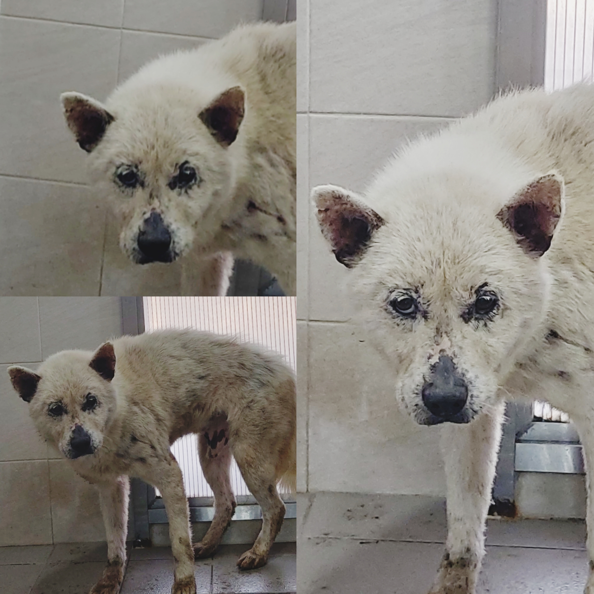 경주동물사랑보호센터_447505202500287