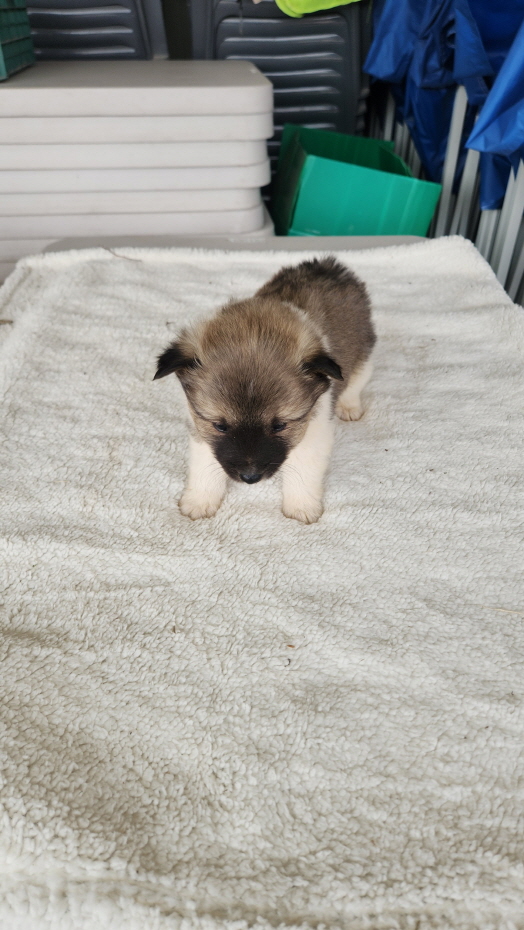 익산유기동물보호소_445468202500795