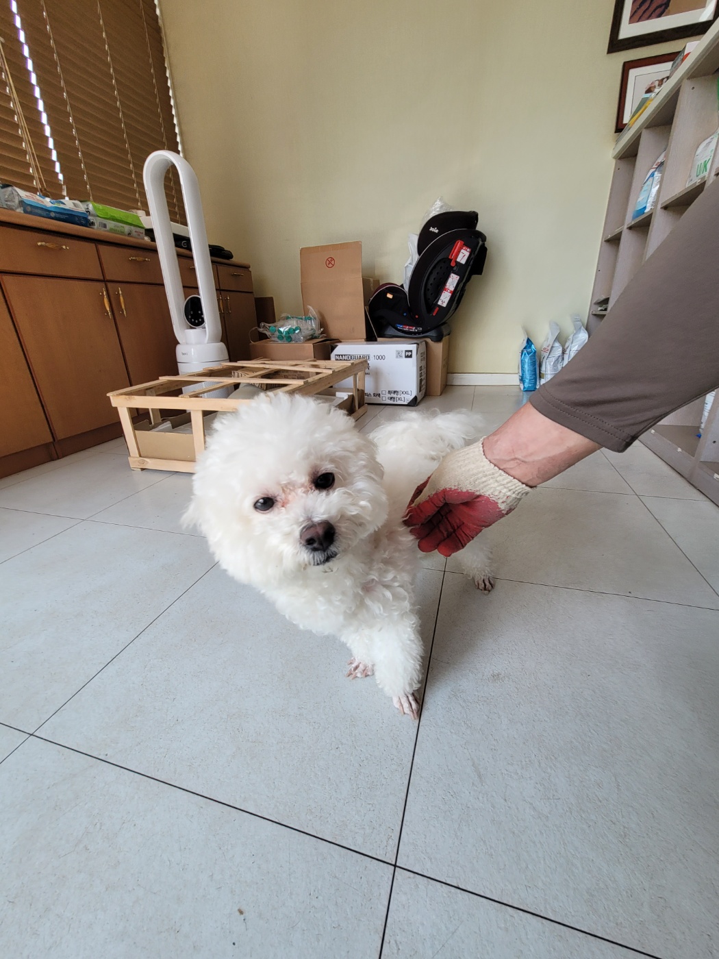 가정견훈련소_443557202500036