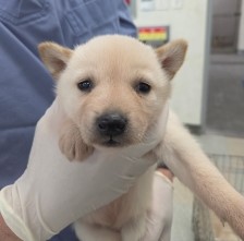 제주 동물보호센터_450650202500727