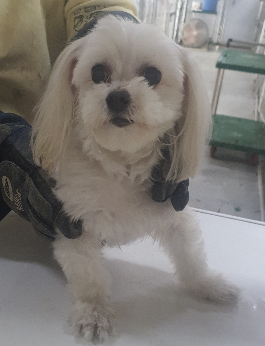 인천광역시수의사회_428353202500225