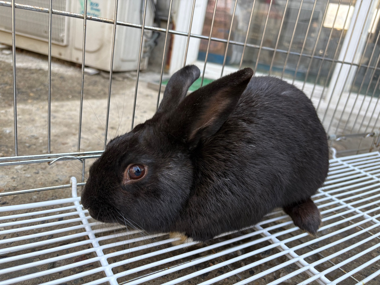 한국야생동물보호협회_441393202500513