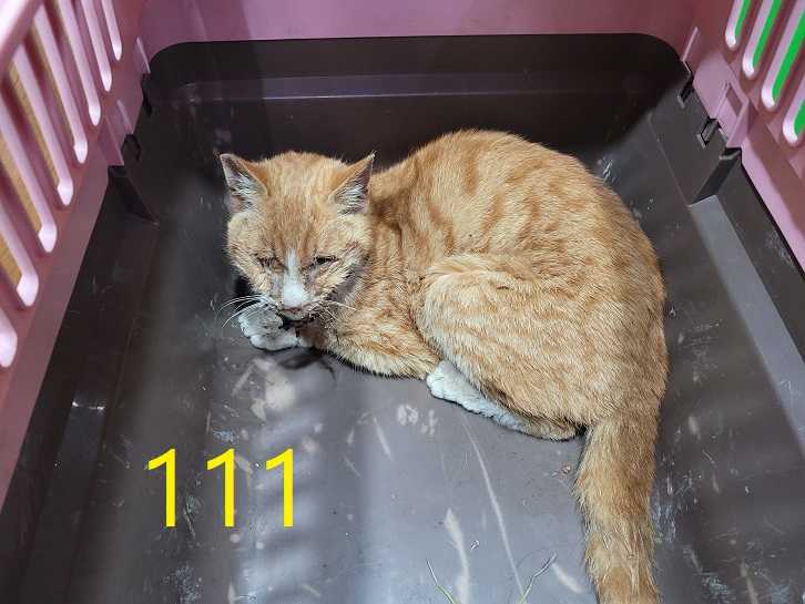 신영재동물병원_428355202500136