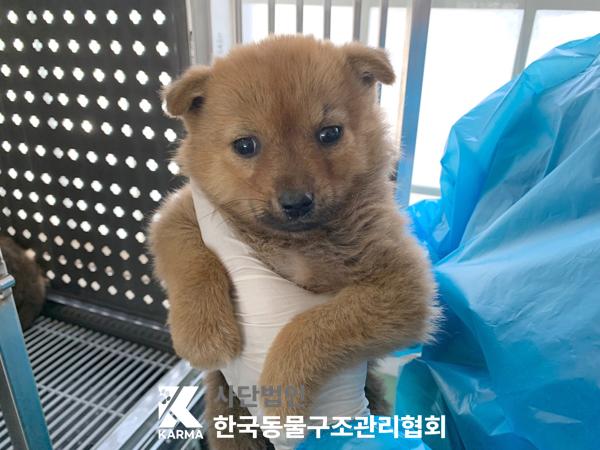 한국동물구조관리협회_441409202500440