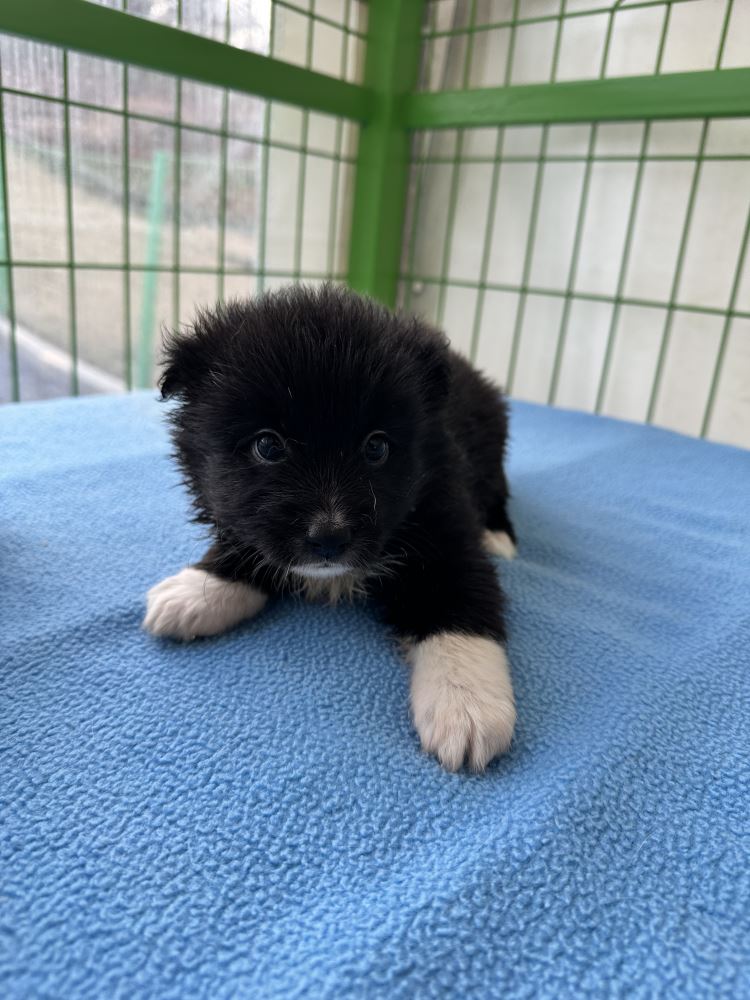 군산유기동물보호센터_445467202500197