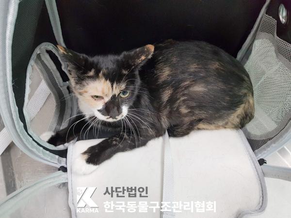 보호중 한국 고양이…