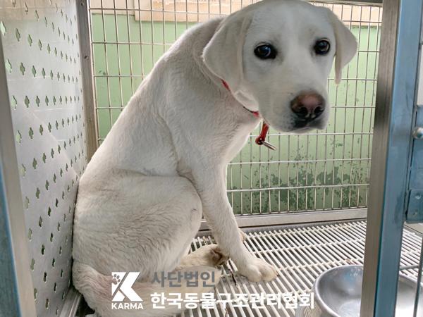 한국동물구조관리협회_441382202500211