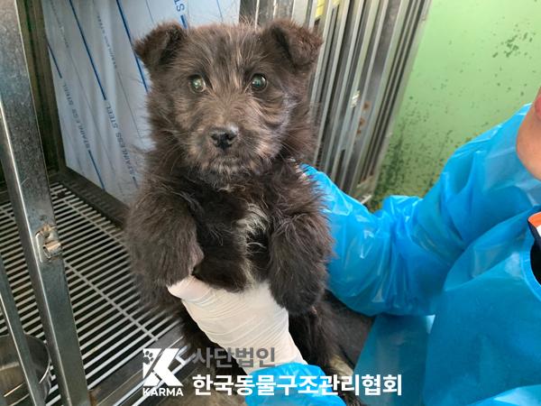 한국동물구조관리협회_441409202500442