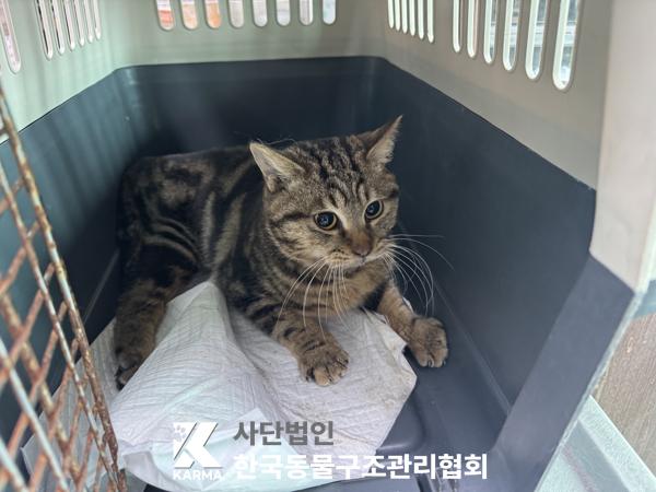 보호중 한국 고양이…