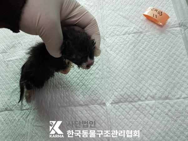 한국동물구조관리협회_441398202500180