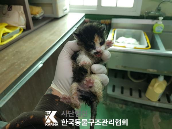 한국동물구조관리협회_441398202500181