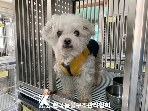 보호중 말티즈의 가…