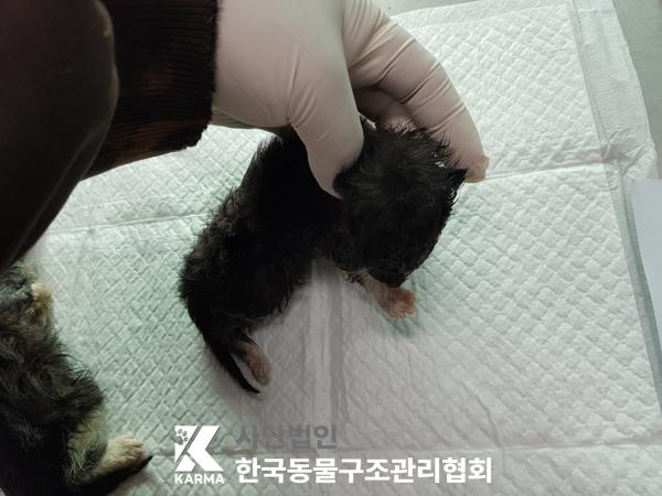한국동물구조관리협회_441398202500179